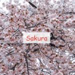 Sakura новые биомы, мобы и оружие в Японском стиле